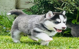 Pomsky dogs for sale:  Beautiful F2b Pomsky Puppies – Health Tested - Image 13