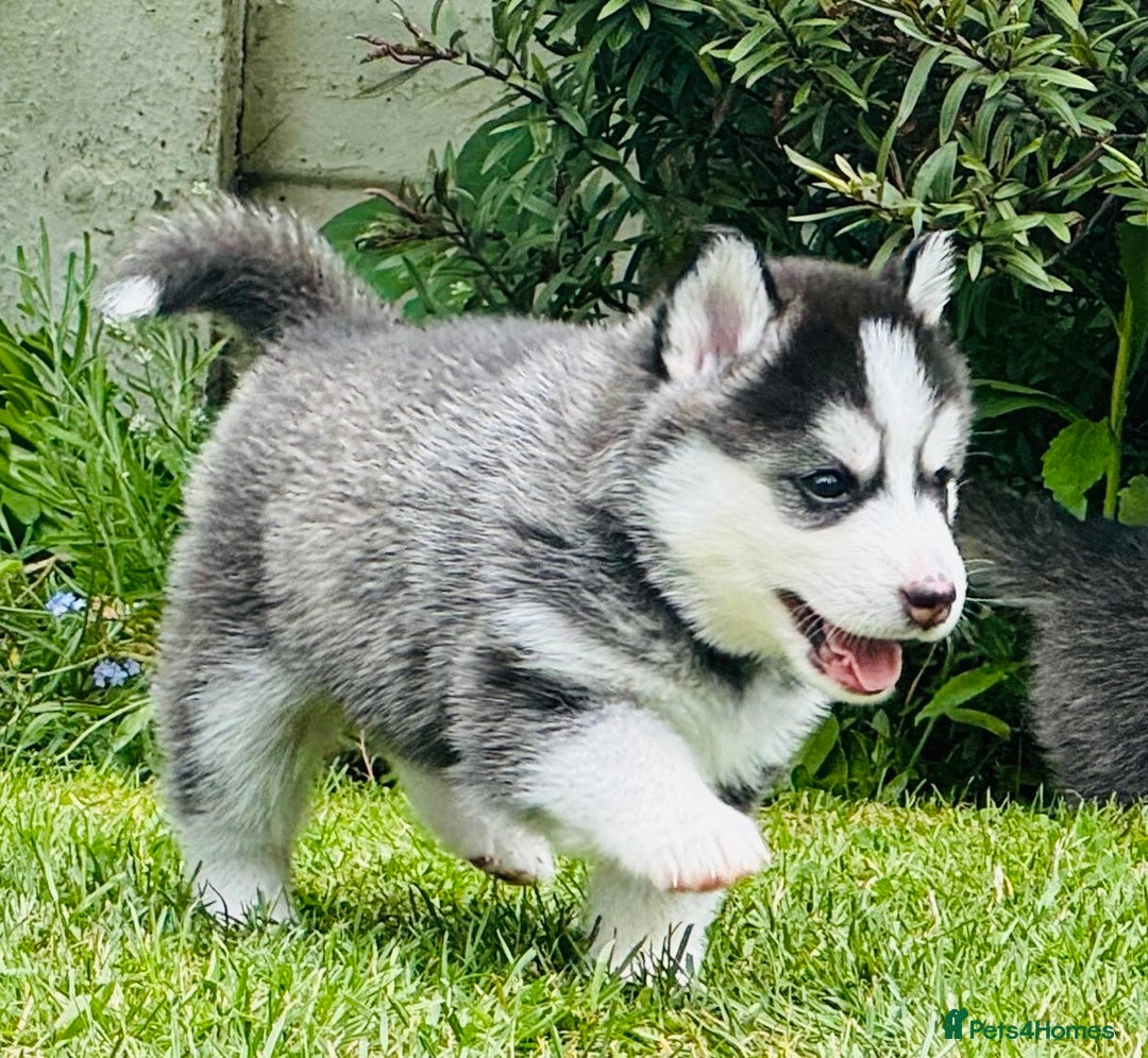 Pomsky dogs for sale:  Beautiful F2b Pomsky Puppies – Health Tested - Image 13
