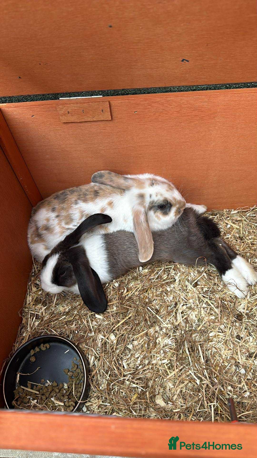 English Lop rabbits for sale: 2x rabbits for sale - both girls  - Image 2