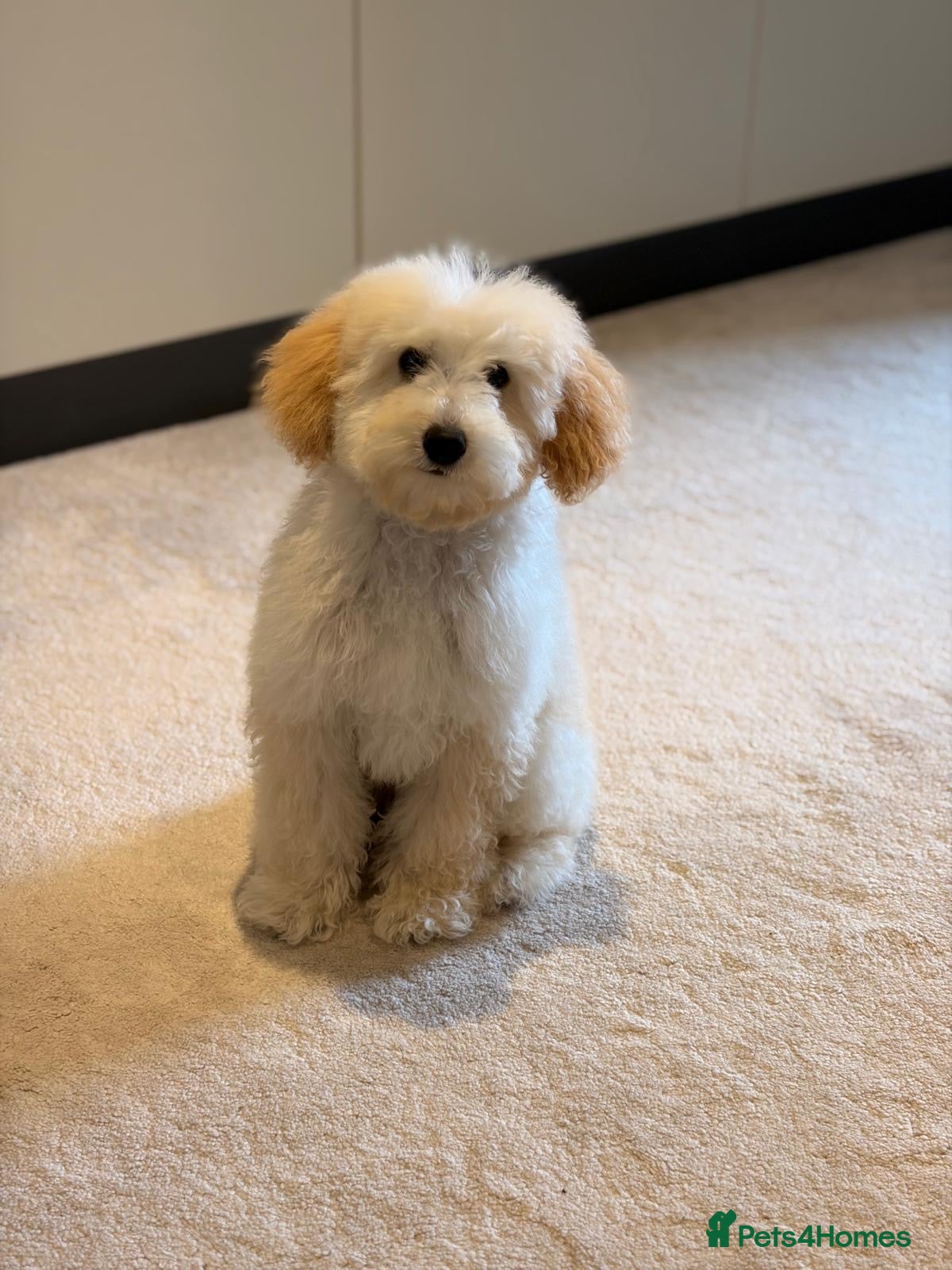 Toy Poodle dogs Mr. Coco - Advert 2