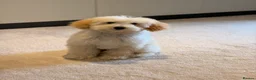 Toy Poodle dogs for sale: Mr. Coco in Solihull - Advert 1