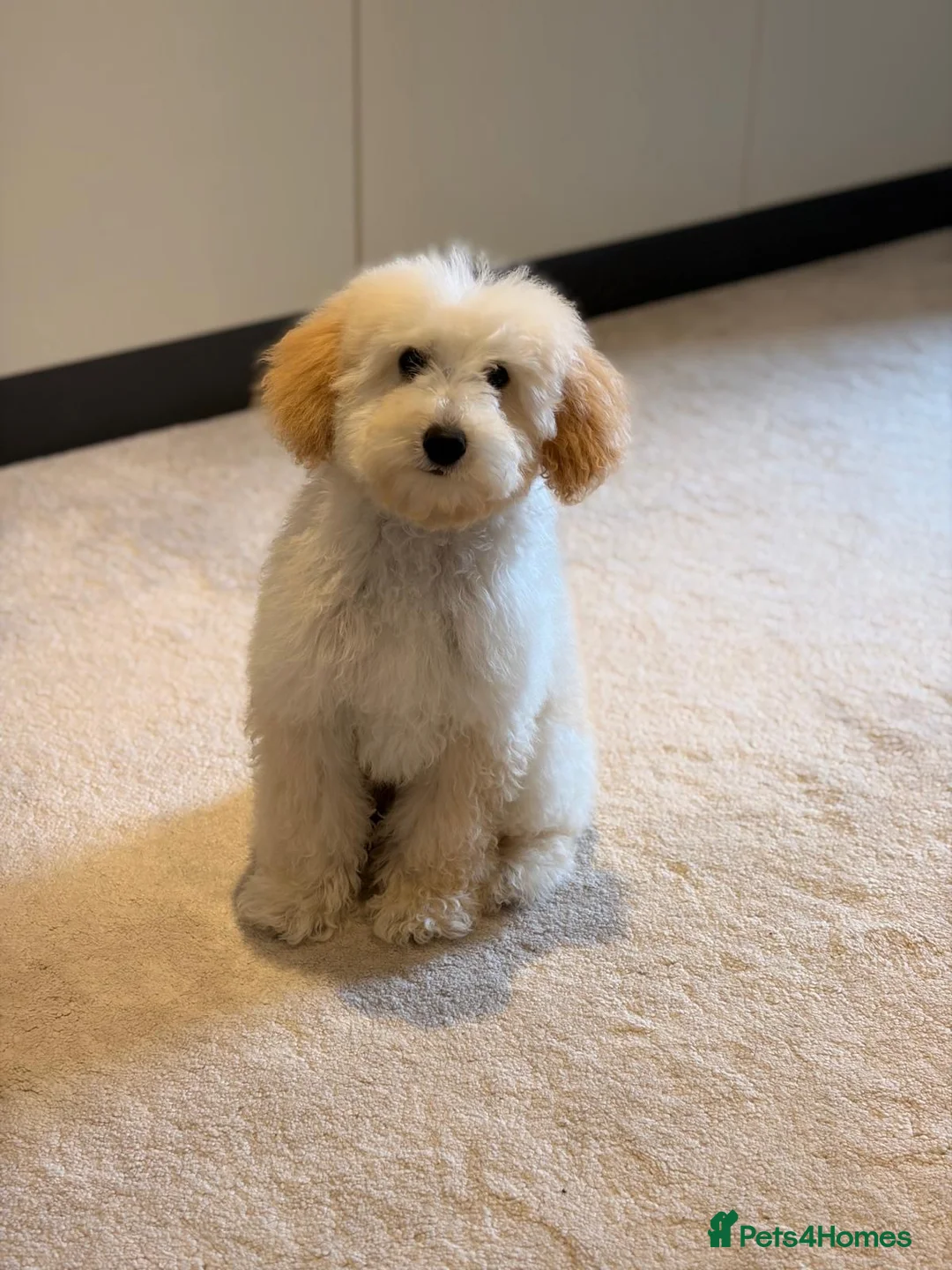 Toy Poodle dogs for sale: Mr. Coco in Solihull - Advert 1