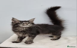 Maine Coon cats for sale: Pedigree GCCF Maine Coon Kitten available  - Image 2