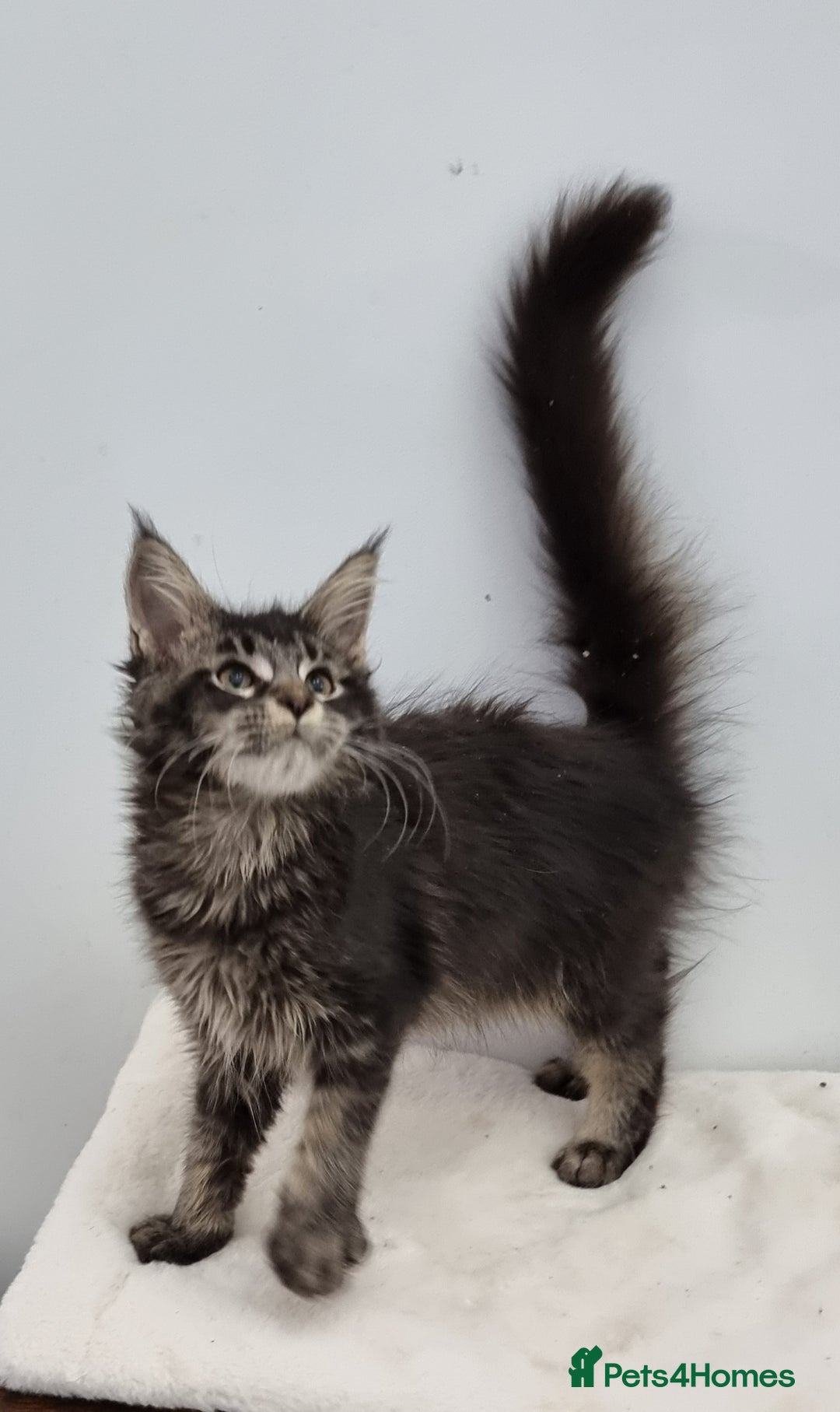Maine Coon cats for sale: Pedigree GCCF Maine Coon Kitten available  - Image 2