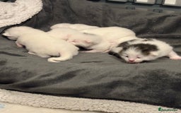 Mixed Breed cats for sale: Mixed snowshoe kitten - Image 8