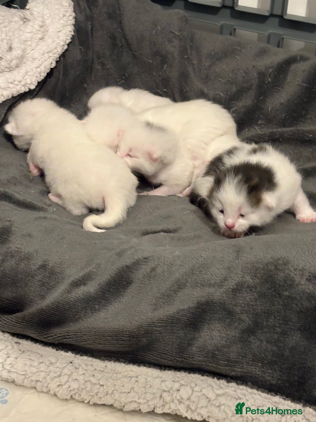 Mixed Breed cats for sale: Mixed snowshoe kitten - Image 8