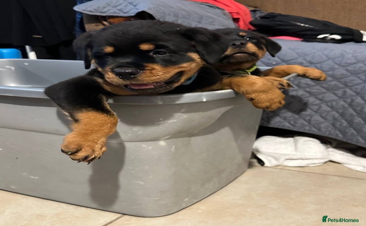 Rottweiler dogs - Advert 1