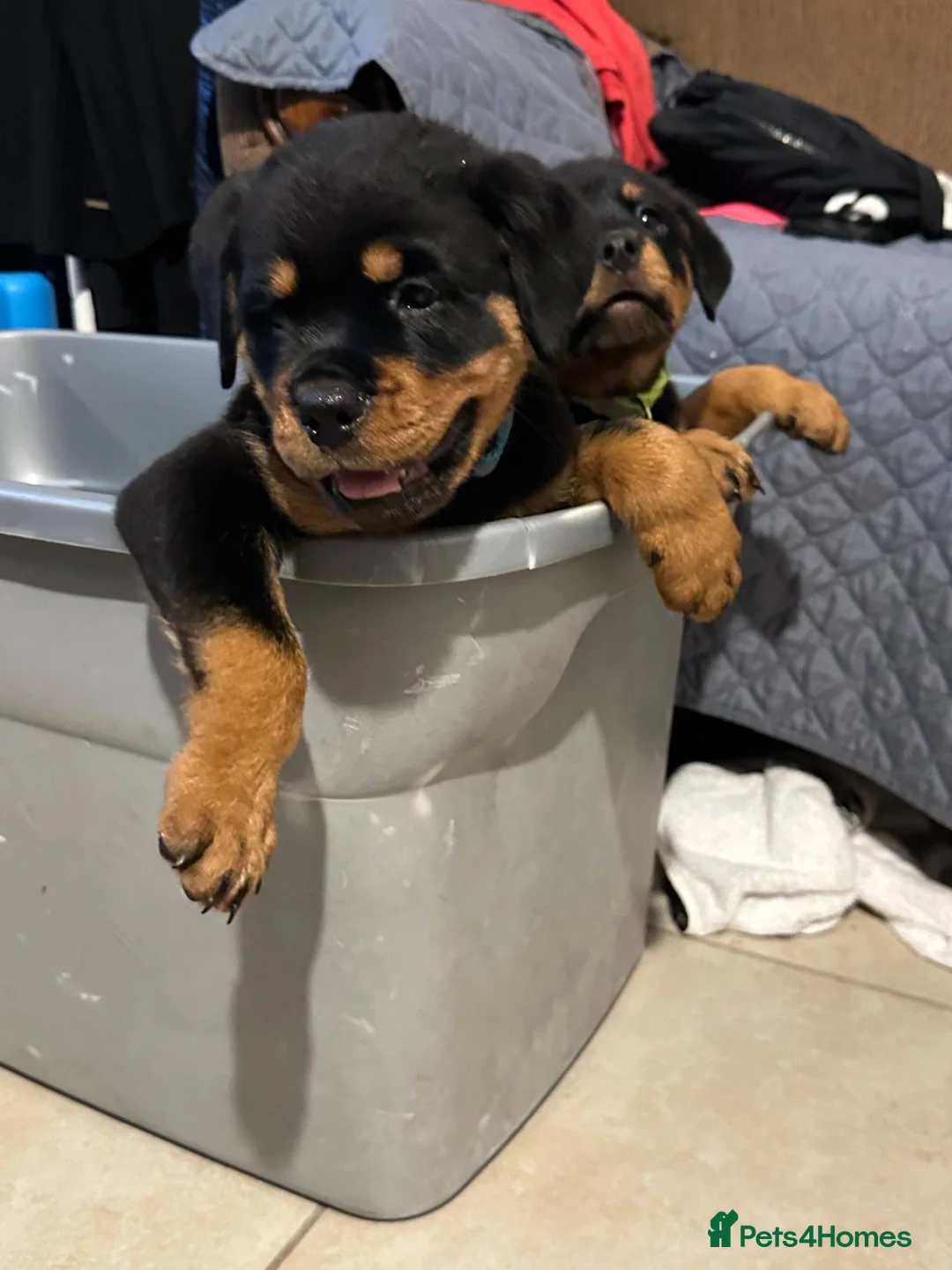 Rottweiler dogs for sale: 7 weeks old Rottweiler Puppies Available M/F in Manchester - Advert 1