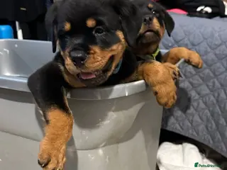 Rottweiler dogs Rottweiler puppy - Advert 4