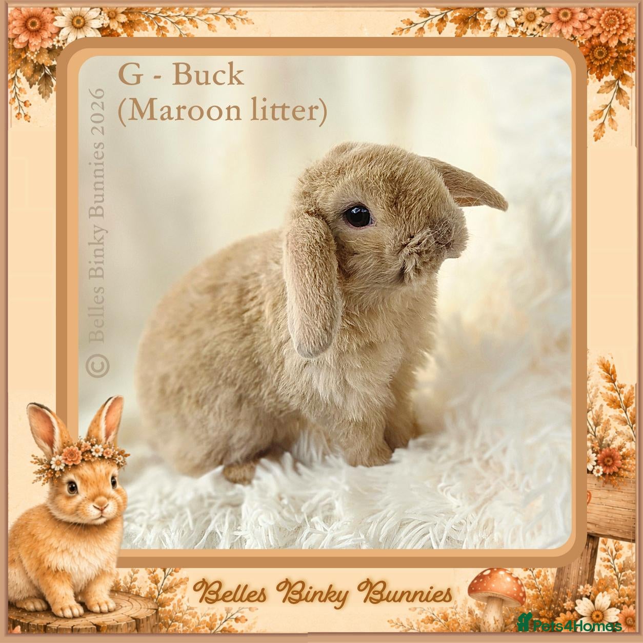 Mini Lop rabbits 🌻 Baby Mini Lops 🌻 Reserve Now 🌻 Ready 4th Oct - Advert 2