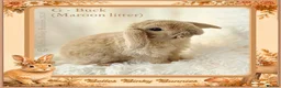 Mini Lop rabbits for sale: 🌻 Baby Mini Lops 🌻 Reserve Now 🌻 Ready 4th Oct - Advert 4