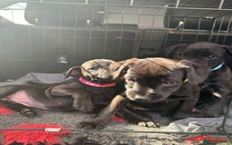 Patterdale Terrier dogs for sale: Pretty Patterdale Puppies  - Image 5