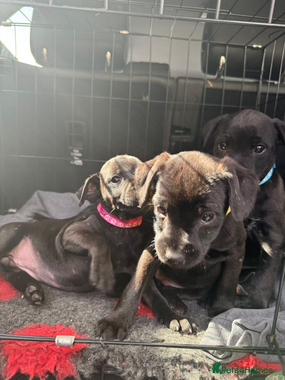 Patterdale Terrier dogs for sale: Pretty Patterdale Puppies  - Image 5