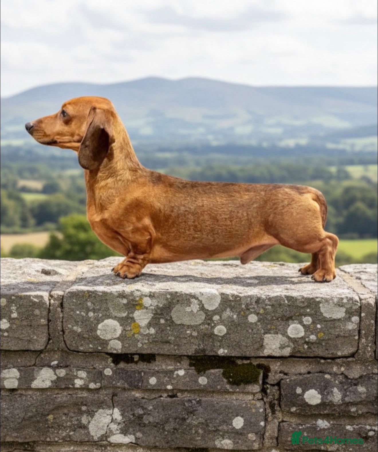 Miniature Dachshund dogs Kc reg pra clear shaded red mini smooth  - Advert 12