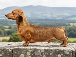 Miniature Dachshund dogs Kc reg pra clear shaded red mini smooth - Advert 12