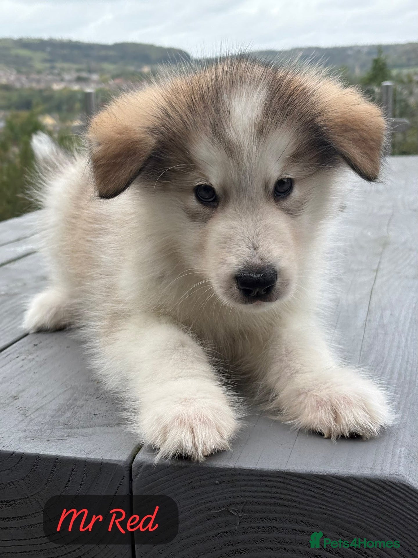 Alaskan Malamute dogs Champion Line KC Reg Alaskan Malamute Puppes    - Advert 2