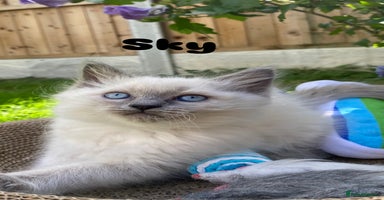 Ragdoll cats - Advert 16