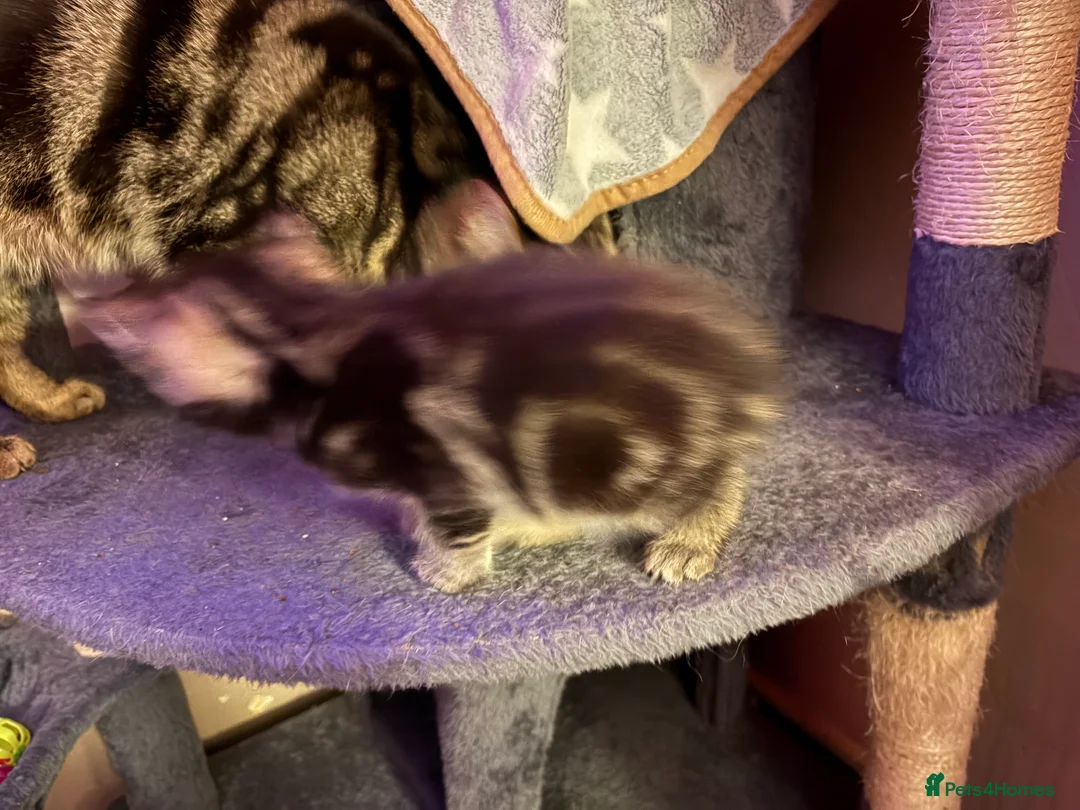 Mixed Breed cats for sale: 2 beautiful male kittens  - Advert 8