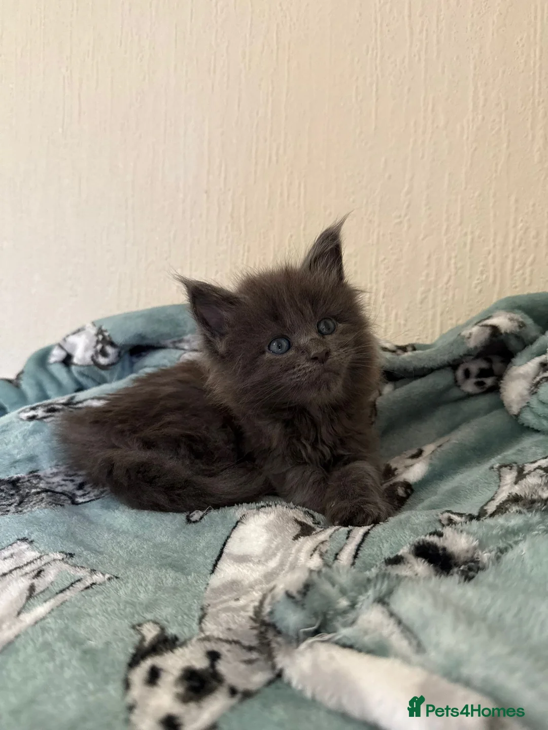 Maine Coon cats for sale: Pedigree Tica Russian Import line Maine Coons - Advert 13