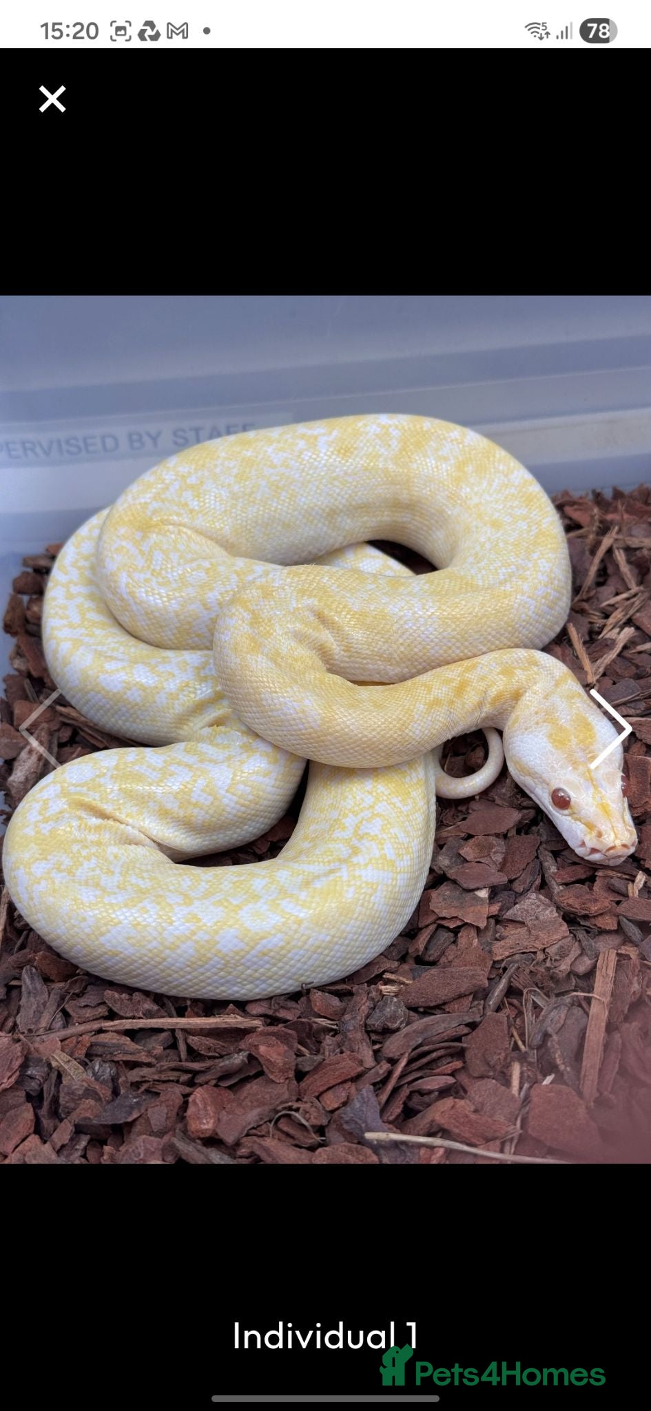 Snake reptiles Granite albino 50% dwarf burmese - Advert 2