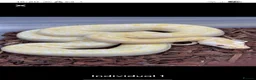 Snake reptiles for sale: Granite albino 50% dwarf burmese - Advert 1