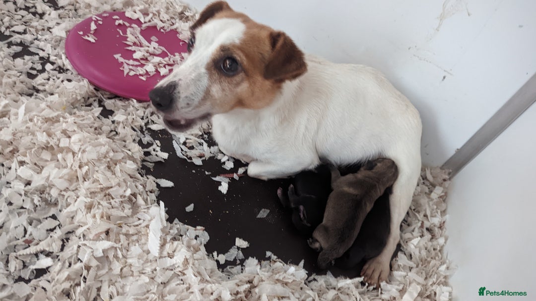 Mixed Breed dogs for sale: Cracking terrier pups - Image 9