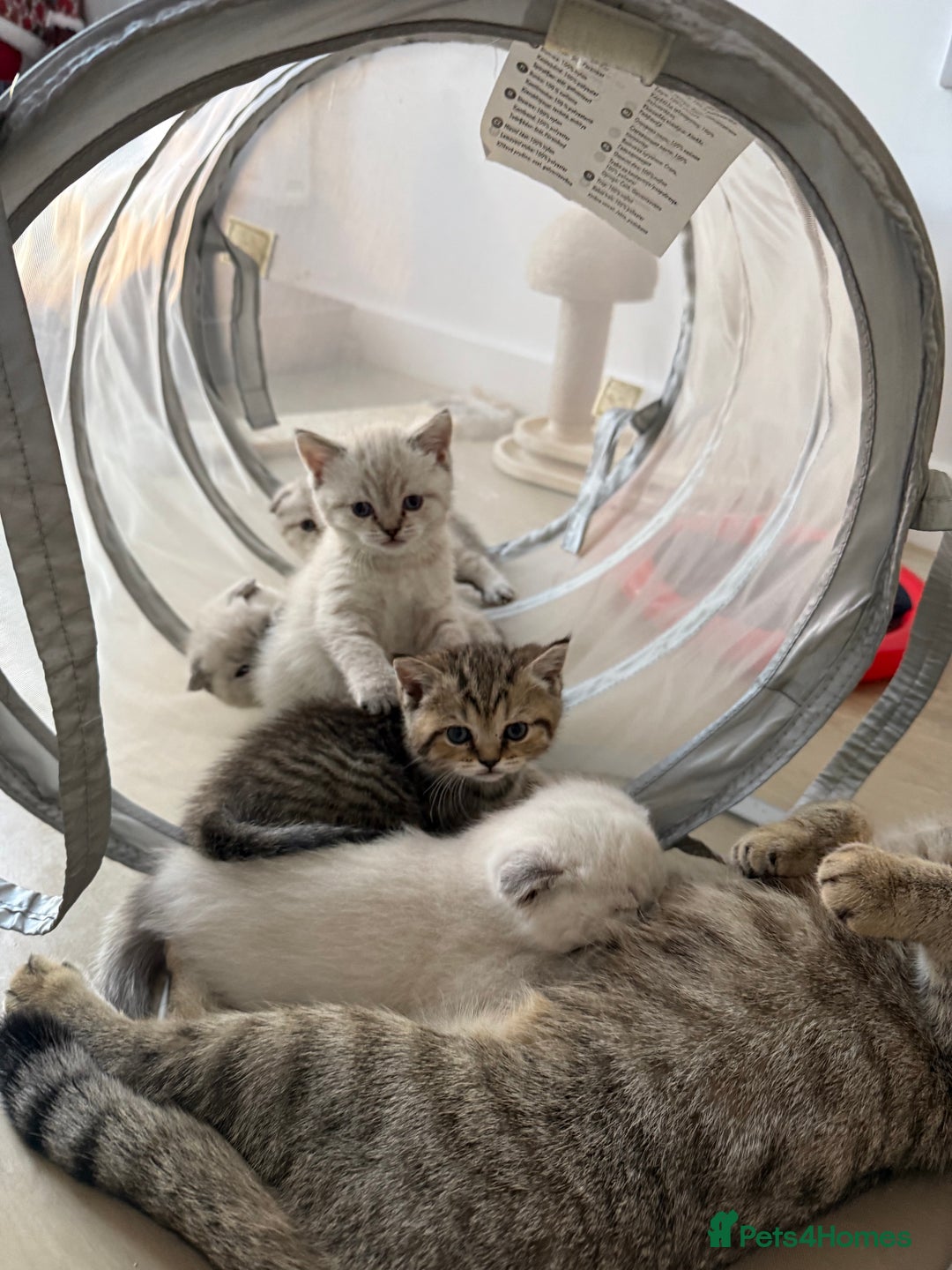 Scottish Fold cats for sale: Scottish Fold Kittens  - Advert 11