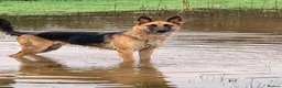 Mixed Breed dogs for sale: Loving German Shepherd looking for forever home in Truro - Advert 4