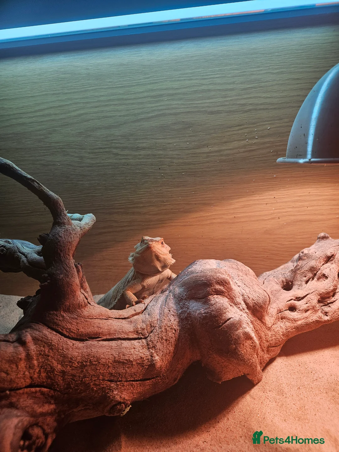 Bearded Dragon reptiles for sale: 8 month old leather back bearded dragon - Advert 5