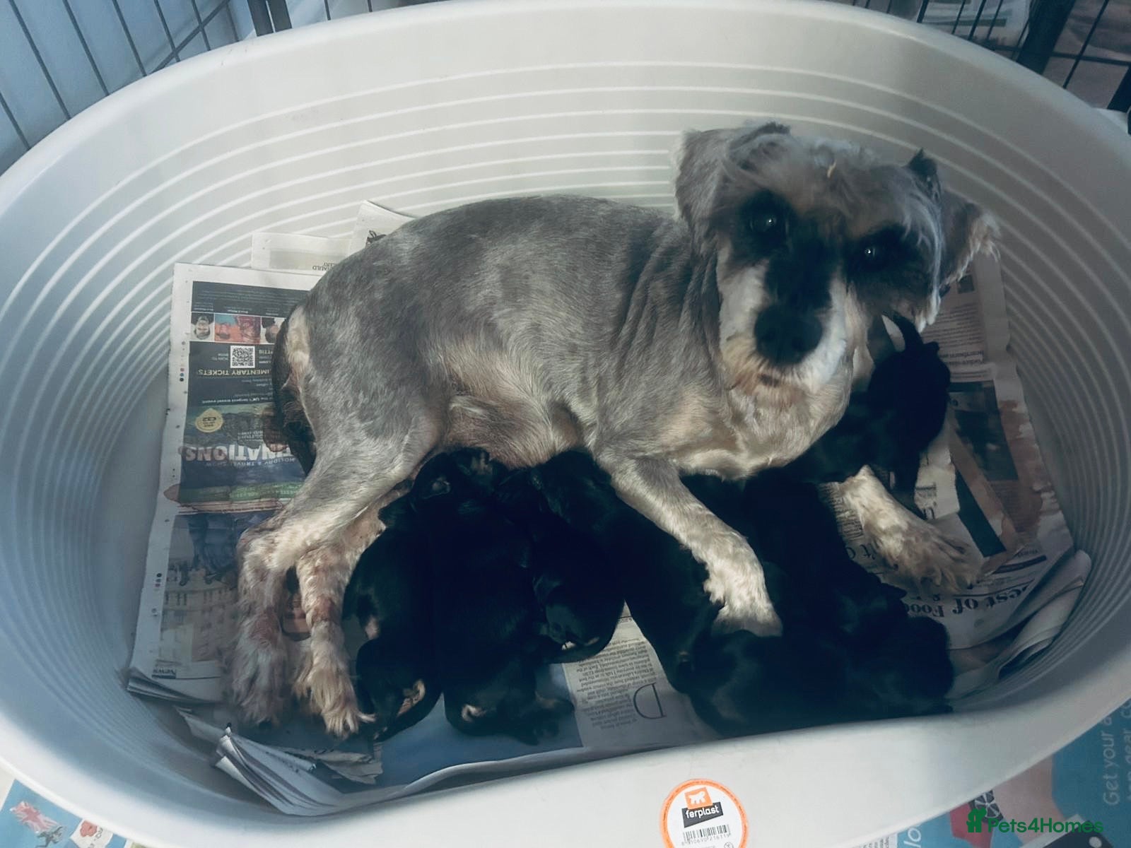 Miniature Schnauzer dogs KC registered Minature schnauzer puppies - Advert 2