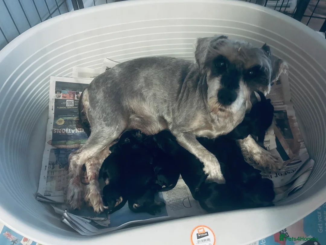 Miniature Schnauzer dogs for sale: KC registered Minature schnauzer puppies - Advert 2