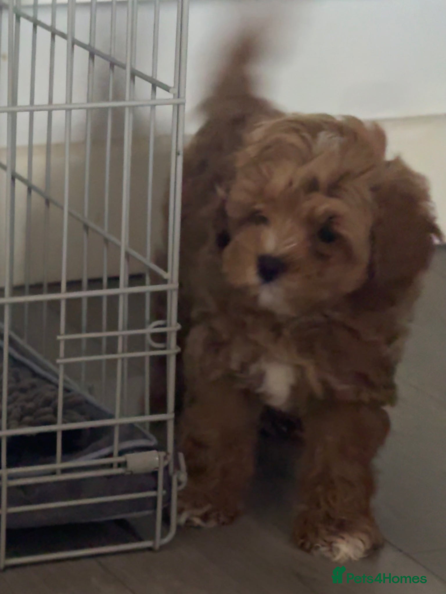 Cavapoo dogs Health tested. One boy and girl cava poo for sale - Advert 2