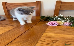 British Shorthair cats for sale: CHAMPION LINES TICA REGISTERED ACTIVE BI BSH GIRLS - Image 6