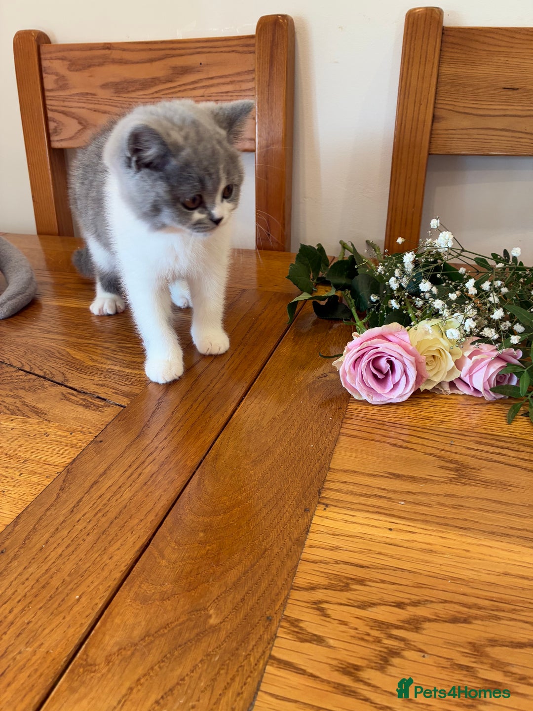 British Shorthair cats for sale: CHAMPION LINES TICA REGISTERED ACTIVE BI BSH GIRLS - Image 6