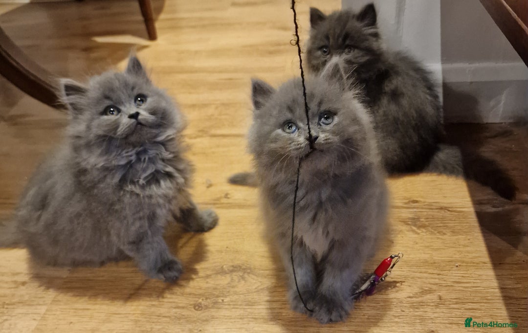 British Longhair cats for sale: Blue & Lilac Gorgeous fluffy BLH male kittens - Advert 11