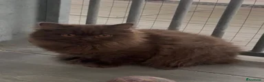 British Longhair 1