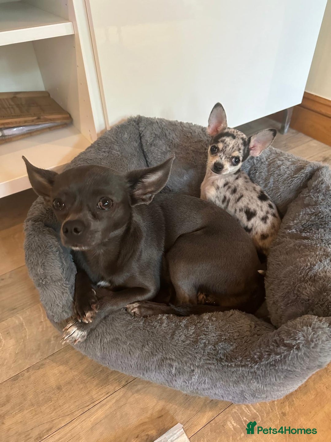 Chihuahua dogs for sale: 4 Stunning Male Apple Head Chihuahua Puppies - Image 10