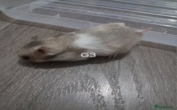 Hamster rodents for sale: Adorable Baby syrian hamsters Ready for Rehome - Image 4