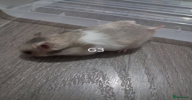 Hamster rodents - Advert 3