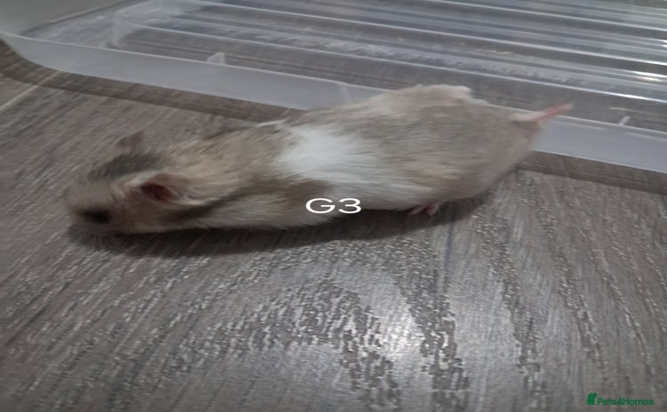 Hamster rodents - Advert 8