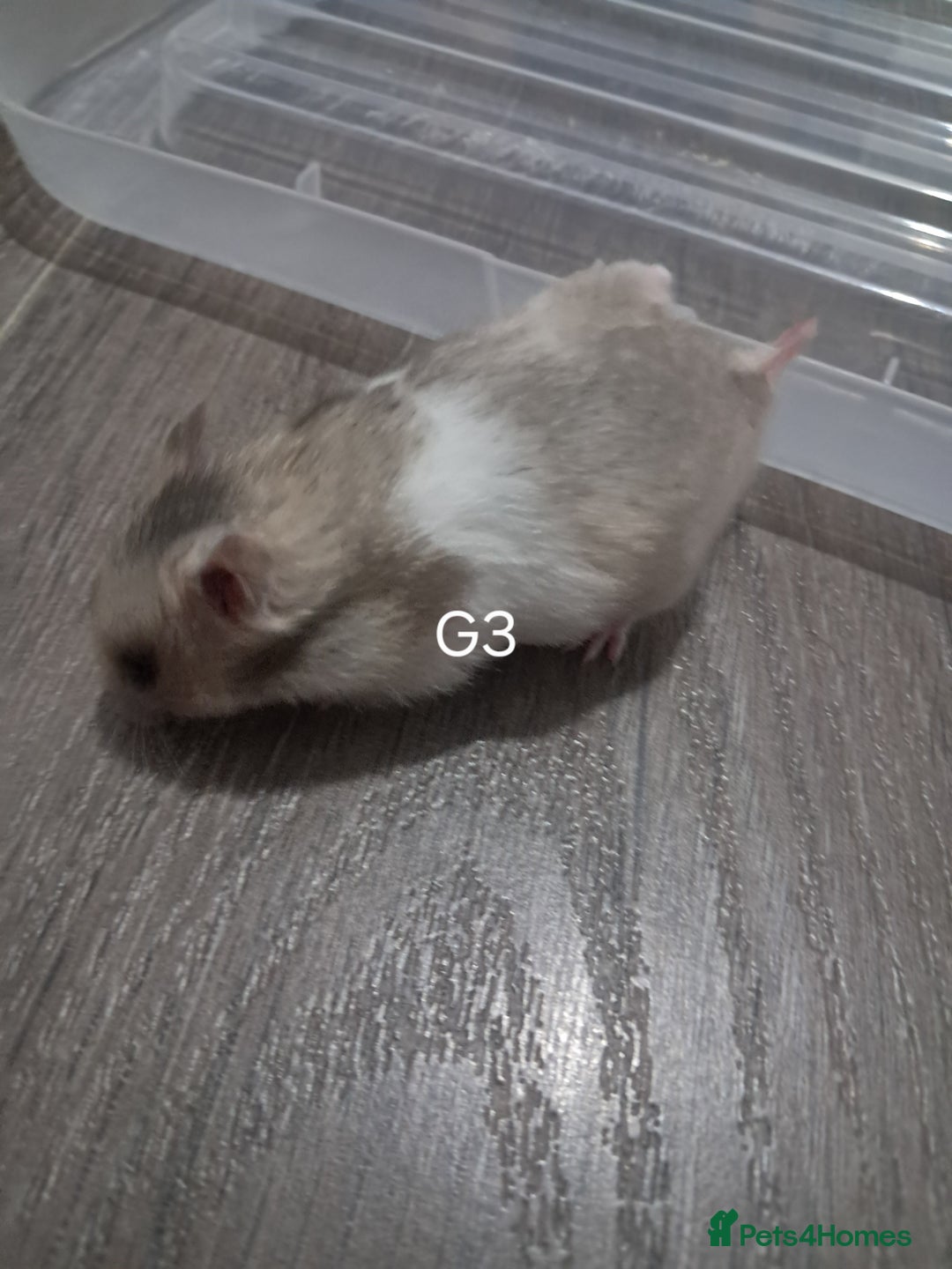 Hamster rodents for sale: Adorable Baby syrian hamsters Ready for Rehome - Image 4