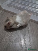 Hamster rodents - Advert 13