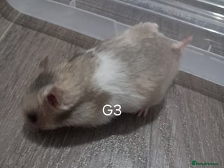 Hamster rodents - Advert 35