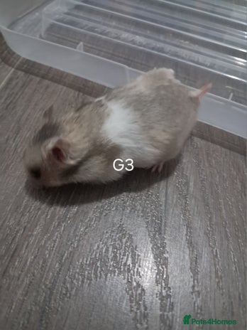 Hamster rodents - Advert 11