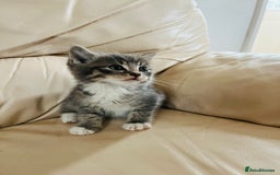 Mixed Breed cats for sale: Cute male cat  - Image 4