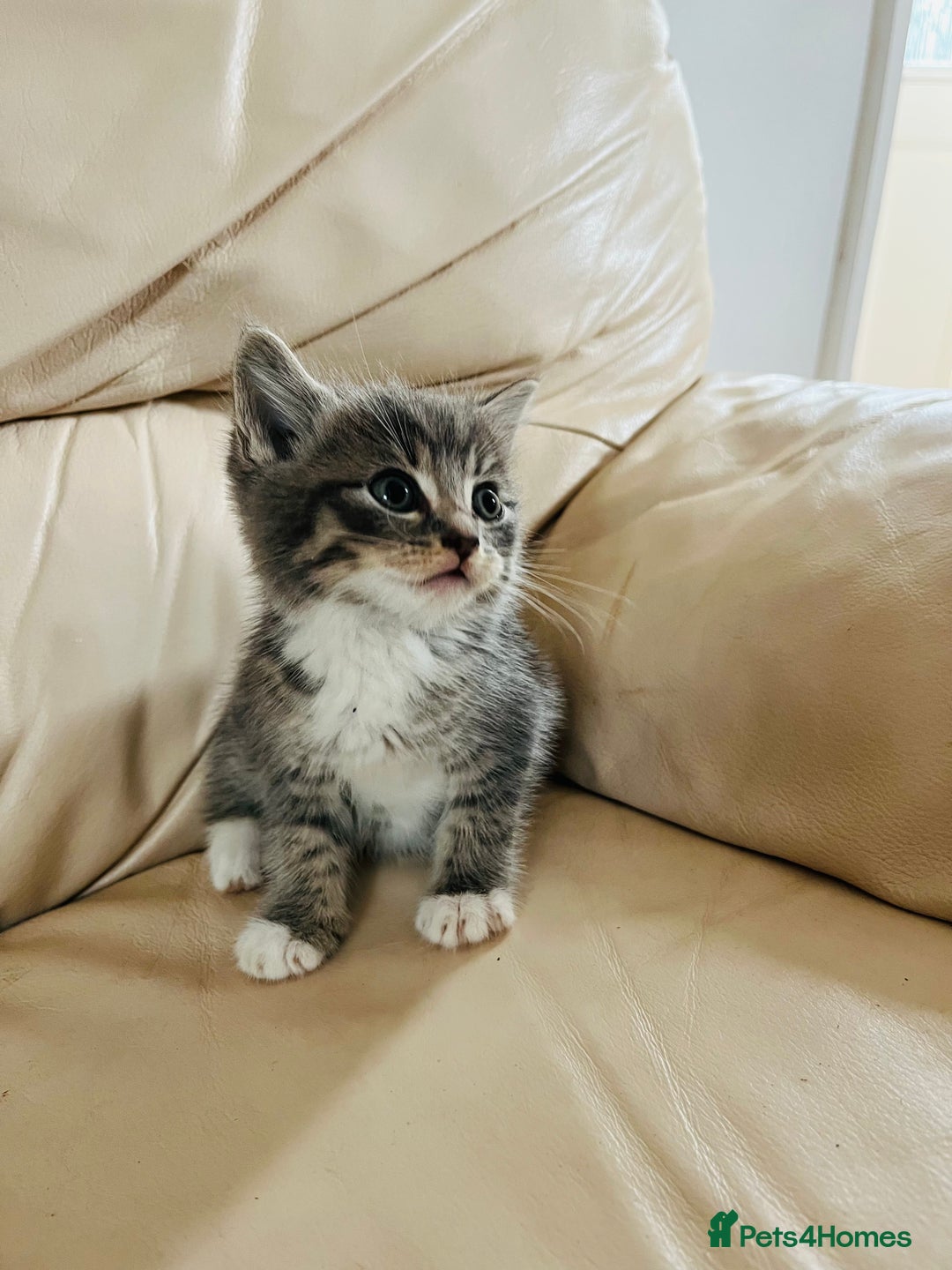 Mixed Breed cats for sale: Cute male cat  - Image 4