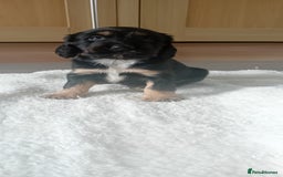 Cocker Spaniel dogs for sale: QUALITY COCKER SPANIAL PUPPIES VARIOUS COLOURS - Image 28