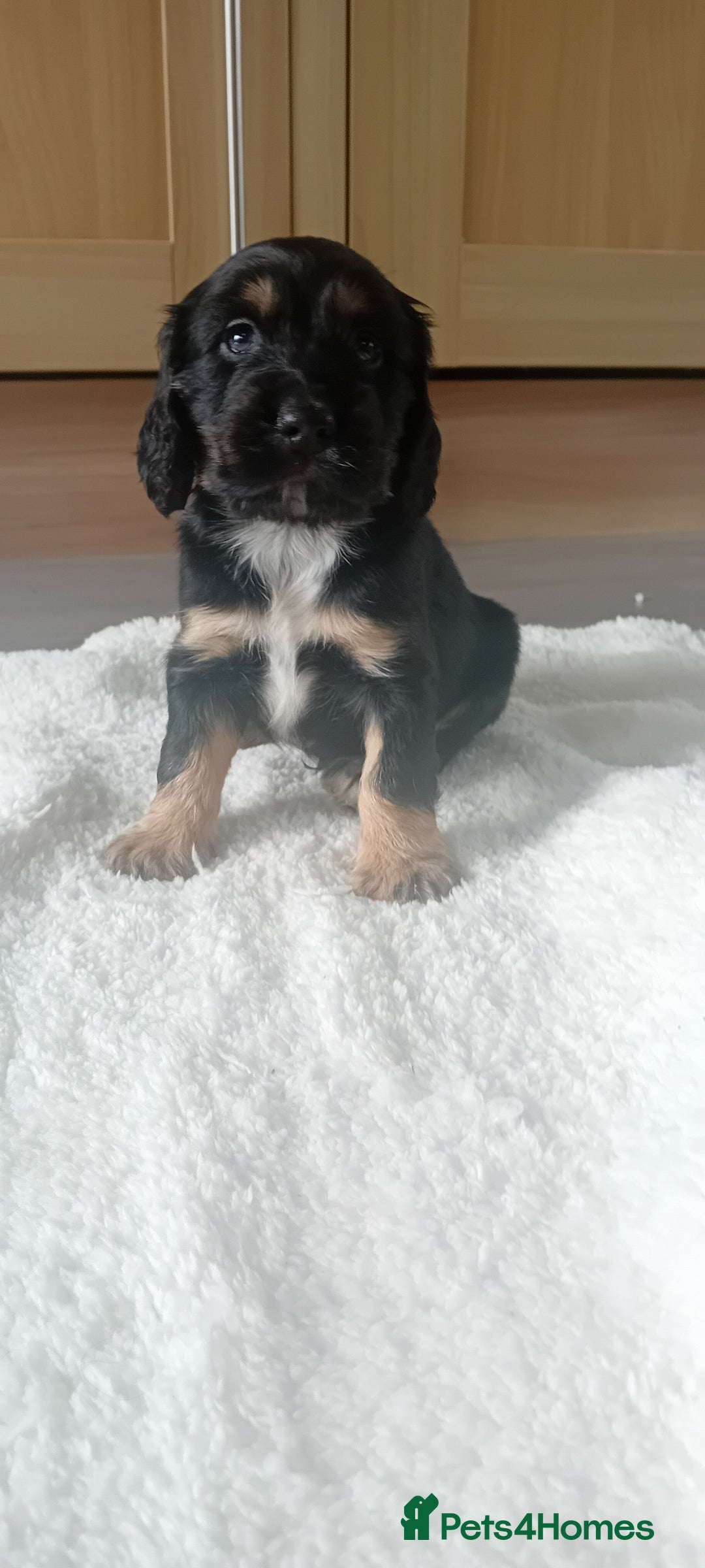 Cocker Spaniel dogs for sale: QUALITY COCKER SPANIAL PUPPIES VARIOUS COLOURS - Image 28