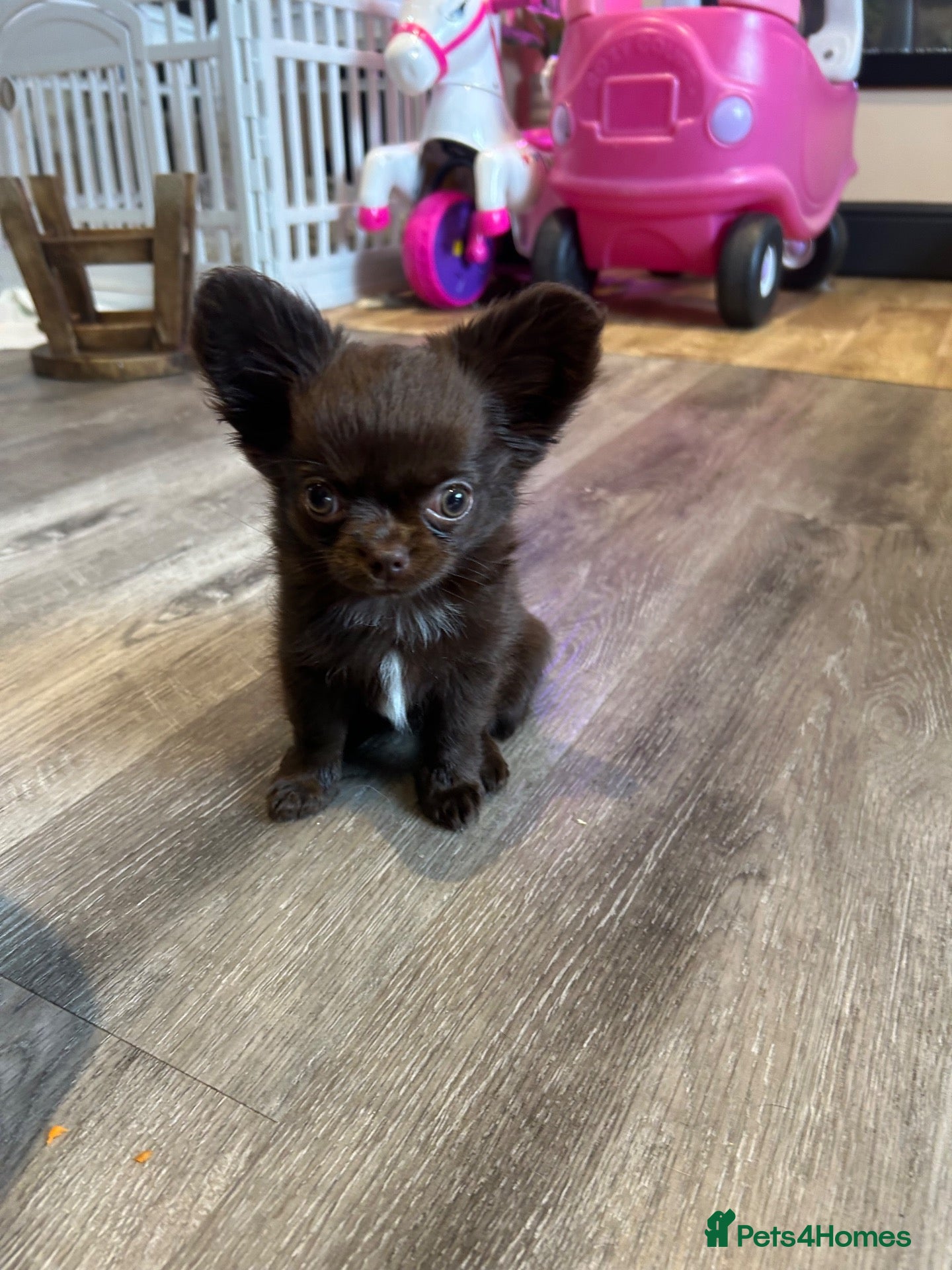 Chihuahua dogs READY NOW - Tiny long coat chihuahua puppy - Advert 1