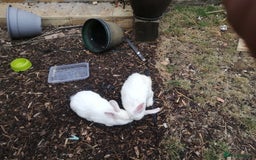 New Zealand rabbits for sale:  New Zealand white rabbits  - Image 1